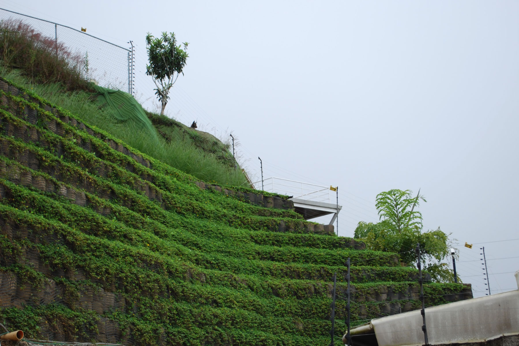 ￼￼Muro de Tierra Reforzada completamente reforestado con pasto wedelia. Urb. Oripoto, Municipio El Hatillo, Edo. Miranda. 2009