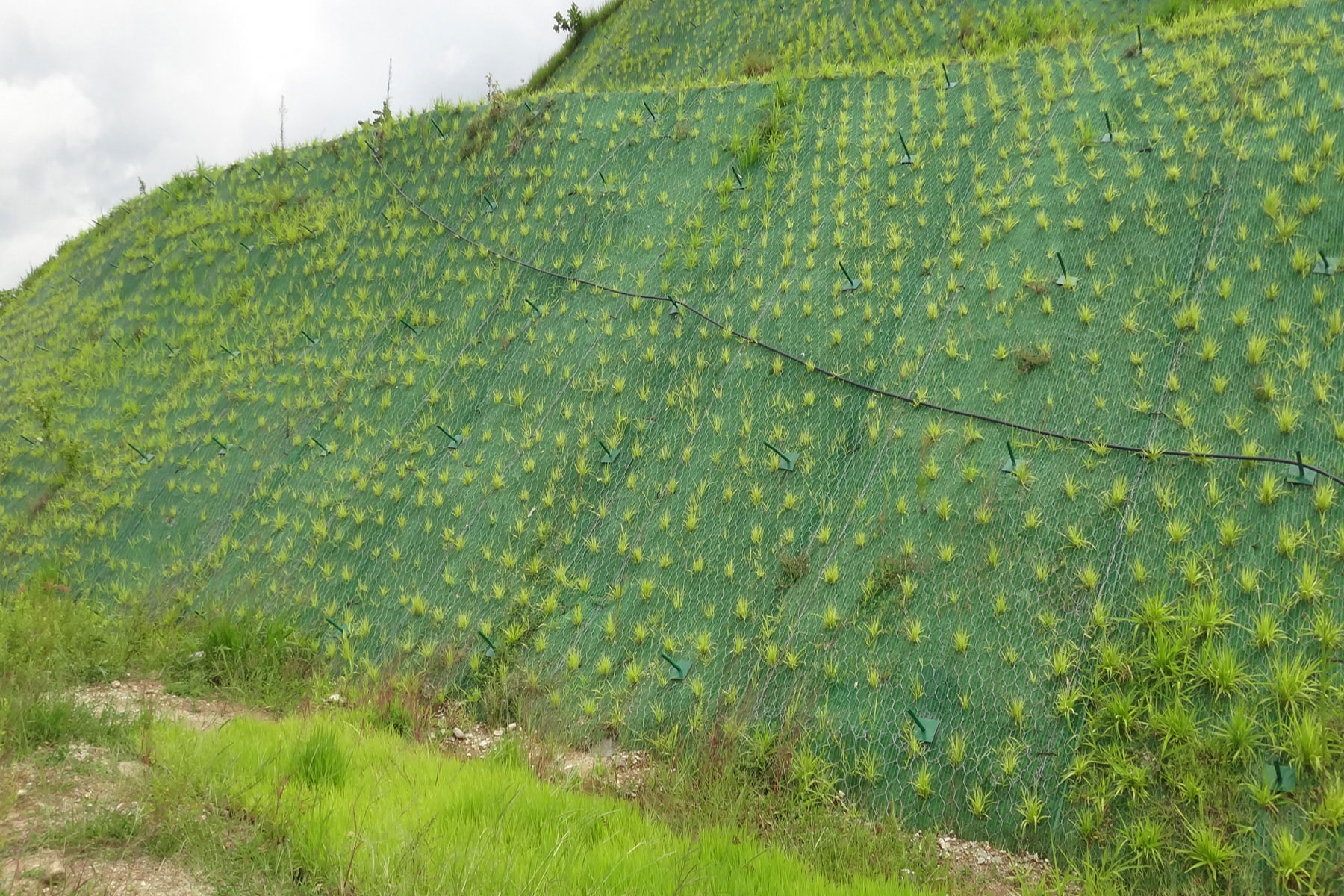￼Reforestación de talud estabilizado de 40 m de altura y 130 m de largo, con geomallas metálicas y geomantas verdes ECOGREEN. Fijadas con anclajes pasivos. Cerro El Salto. Tinaco. Estado Cojedes. 2015