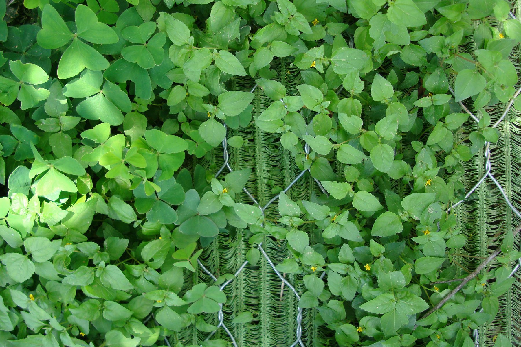 ￼Demonstración de como la vegetación se entrelaza con el Sistema reticular de las geomallas verdes de poliester ECOGREEN.